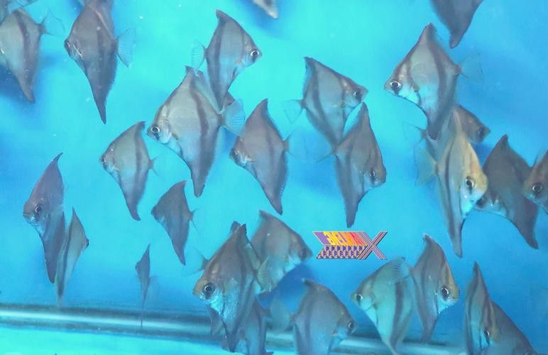 蝙蝠鯧魚和龍魚混養嗎圖片