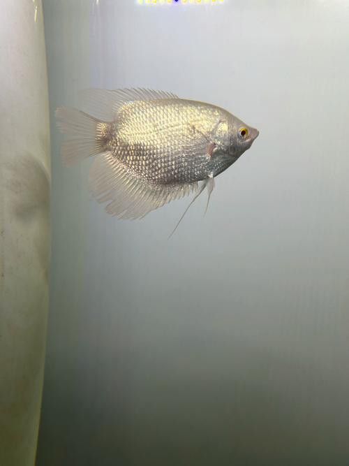 蝙蝠鯧魚和龍魚混養嗎圖片
