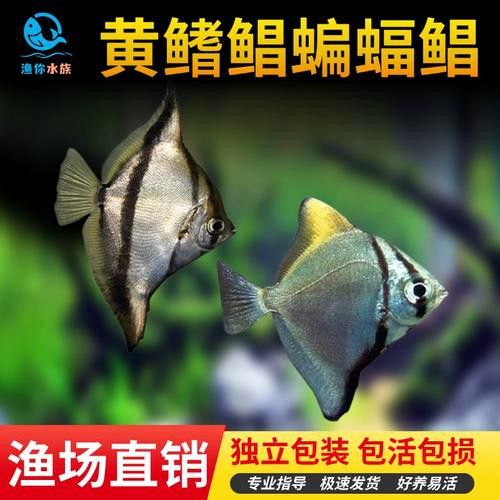 蝙蝠鯧魚和龍魚混養嗎圖片