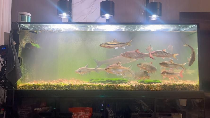 蝙蝠鯧魚和龍魚混養嗎圖片