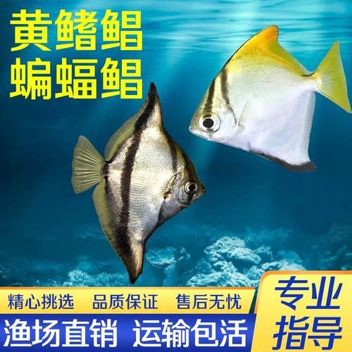 蝙蝠鯧魚和龍魚混養嗎圖片