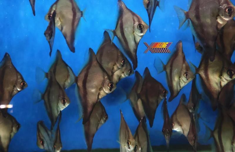 蝙蝠鯧魚和龍魚混養嗎圖片
