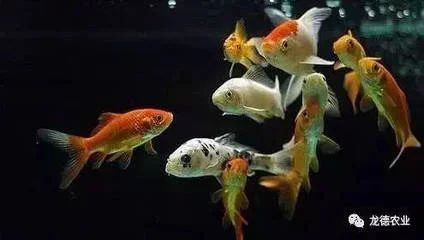 龍魚多少錢一天喂食：龍魚多少錢一天喂食，龍魚多少錢一天喂食成本和總飼養成本