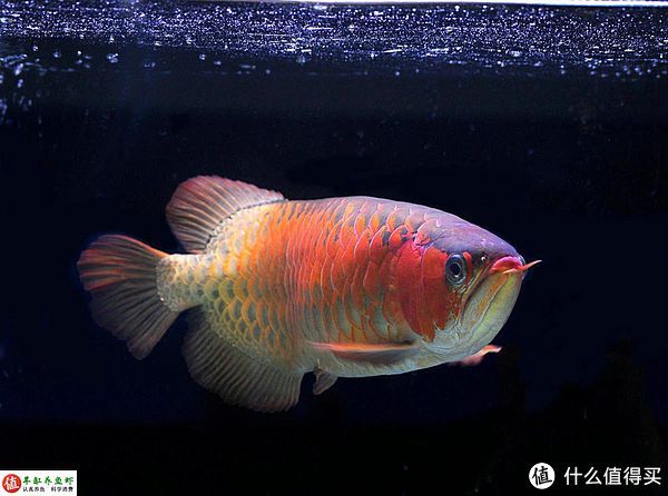 龍魚沒有芯片能買嗎：購買無芯片的龍魚時，是否帶有芯片，芯片的真偽也需要仔細鑒別