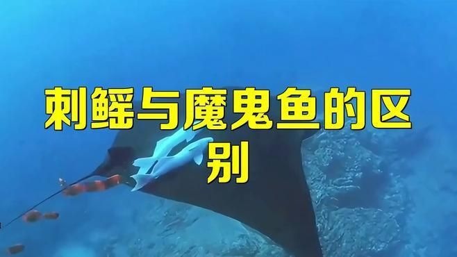 魔鬼魚和鰩魚的區別