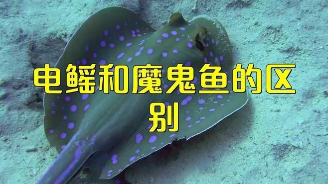 魔鬼魚和鰩魚的區別