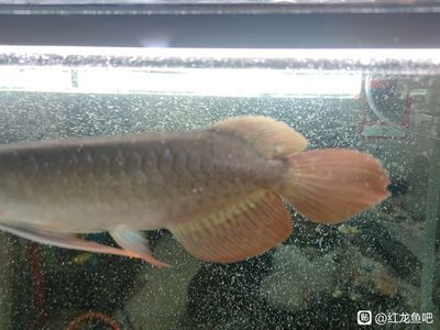 純種金龍魚和雜交金龍魚的區別：雜交紅龍魚與純血紅龍魚的區別