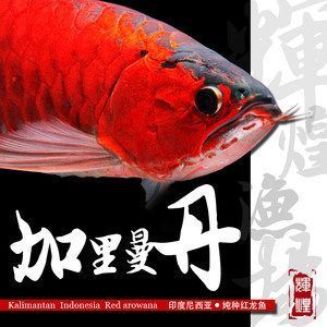 純種金龍魚和雜交金龍魚的區別：雜交紅龍魚與純血紅龍魚的區別