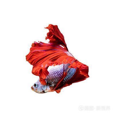 日本紅龍魚玩家叫什么(日本紅龍魚養(yǎng)殖技巧) 龍魚百科 第4張 日本紅龍魚玩家叫什么(日本紅龍魚養(yǎng)殖技巧) 日本紅龍魚玩家叫什么(日本紅龍魚養(yǎng)殖技巧) 龍魚百科 第4張
