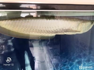 家養(yǎng)銀龍魚好嗎（養(yǎng)銀龍魚的風水學） 家養(yǎng)銀龍魚好嗎（養(yǎng)銀龍魚的風水學） 龍魚百科 第3張