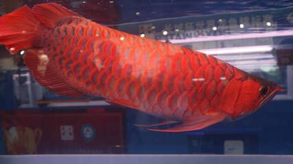 好紅龍魚的表現(xiàn)有哪些：紅龍魚的飼養(yǎng)技巧