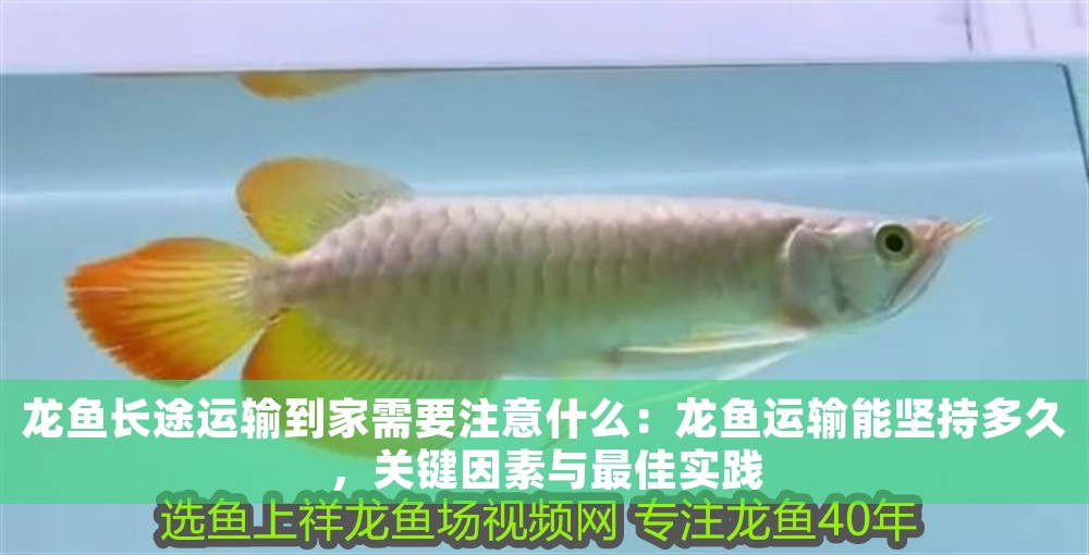 龍魚長途運輸到家需要注意什么：龍魚運輸能堅持多久，關鍵因素與最佳實踐
