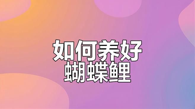 蝴蝶鯉能和金龍魚混養嗎圖片對比