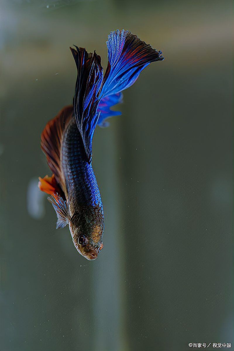 蝴蝶鯉能和金龍魚混養嗎圖片對比