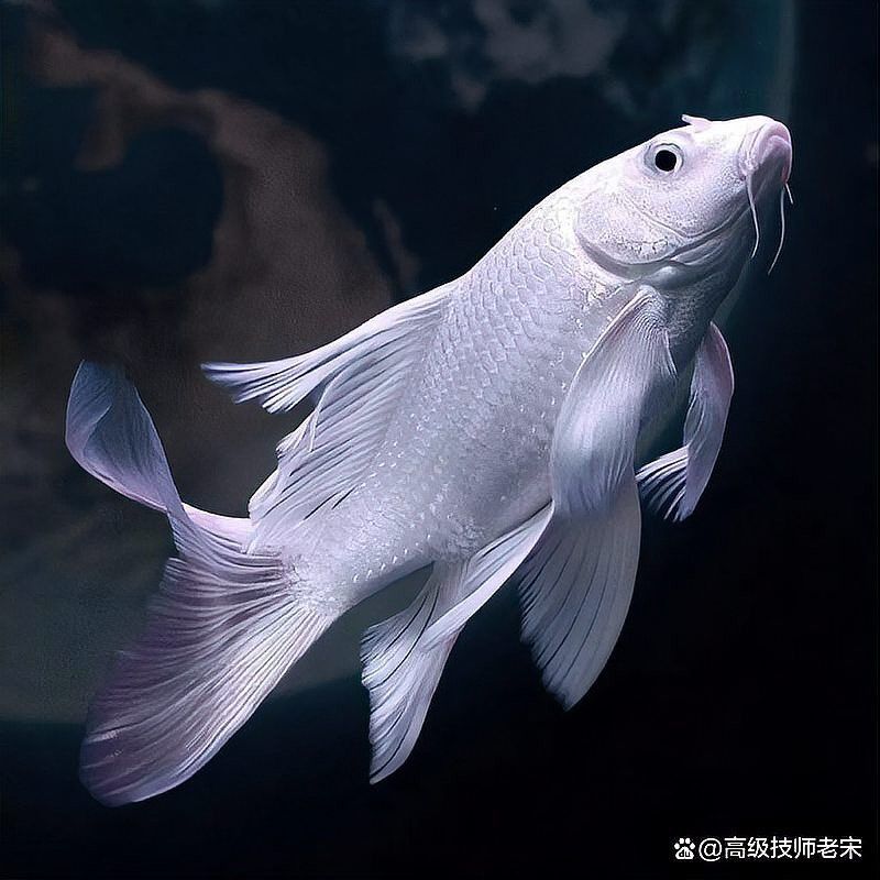 蝴蝶鯉能和金龍魚混養嗎圖片對比