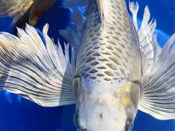 蝴蝶鯉能和金龍魚混養嗎圖片對比