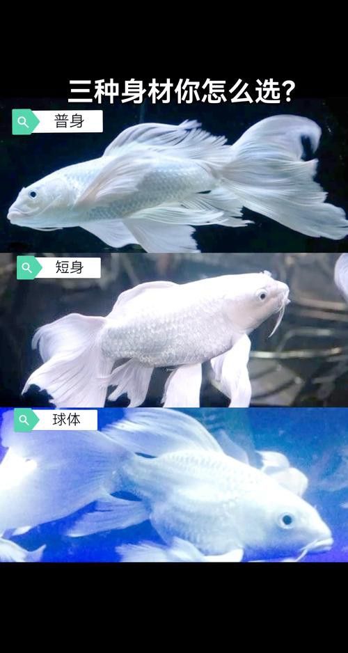 蝴蝶鯉能和金龍魚混養嗎圖片對比