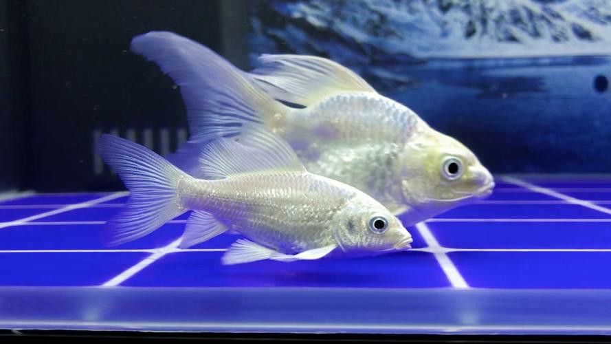 蝴蝶鯉能和金龍魚混養嗎圖片對比