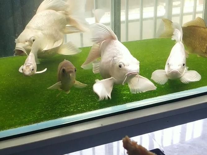 蝴蝶鯉能和金龍魚混養嗎圖片對比