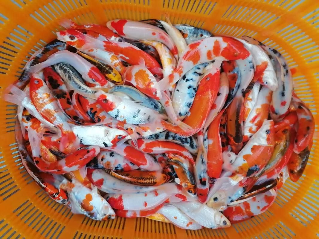 蝴蝶鯉能和金龍魚混養嗎圖片對比