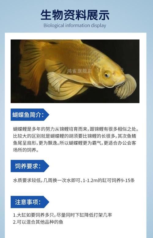 蝴蝶鯉能和金龍魚混養嗎圖片對比