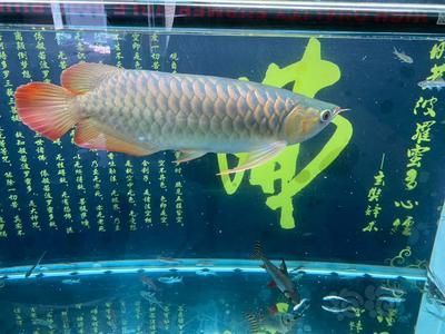 龍魚吃自助餐會不會撐死，龍魚吃自助餐會撐死嗎