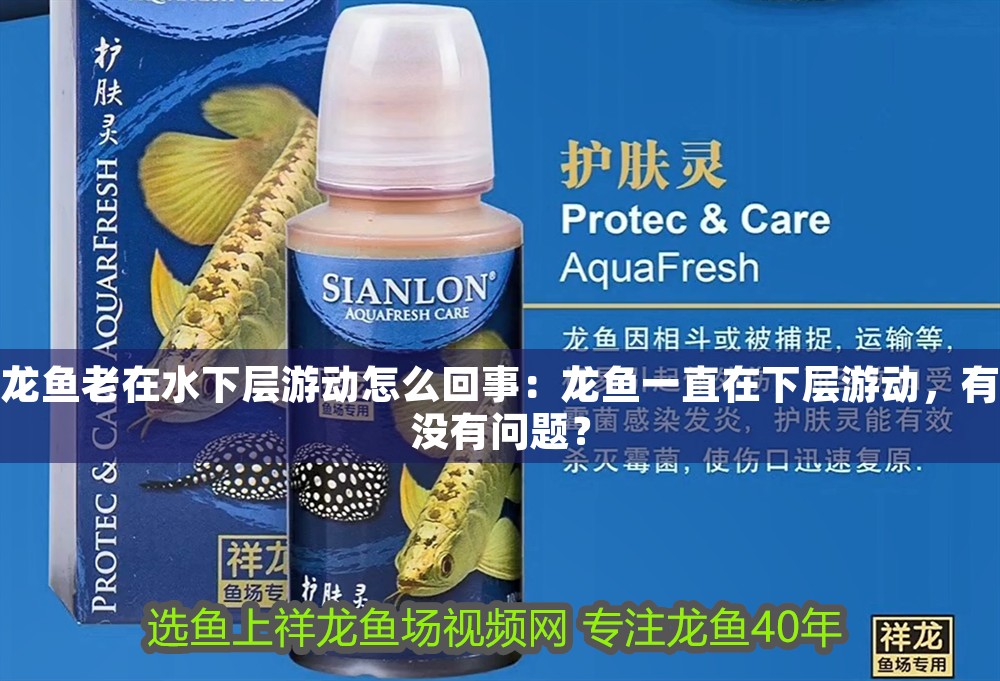 龍魚老在水下層游動(dòng)怎么回事：龍魚一直在下層游動(dòng)，有沒有問(wèn)題？