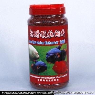 廣州哪里批發金龍魚