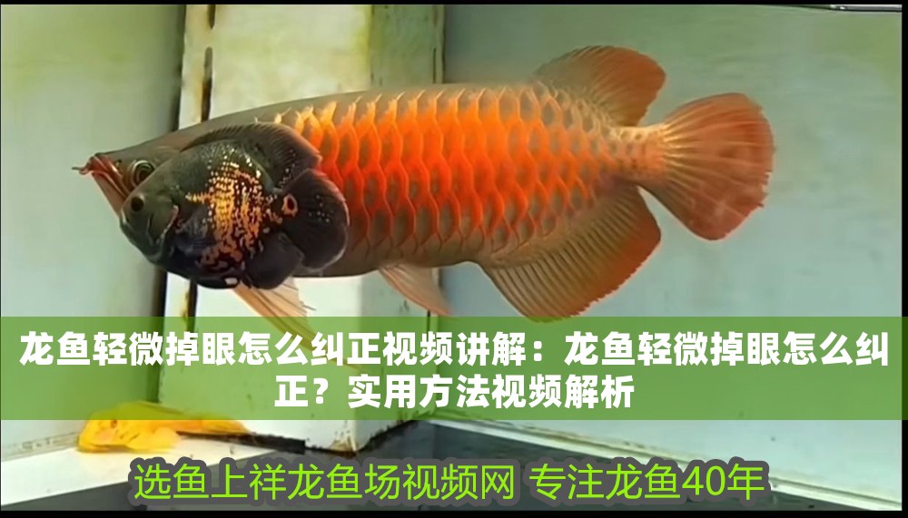 龍魚輕微掉眼怎么糾正視頻講解：龍魚輕微掉眼怎么糾正？實用方法視頻解析