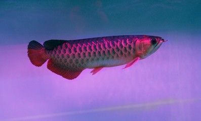 古典紫羅蘭龍魚用什么燈光好（養金龍魚用什么顏色燈） 古典紫羅蘭龍魚用什么燈光好（養金龍魚用什么顏色燈） 龍魚百科 第1張