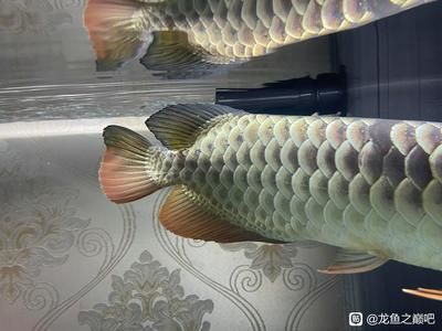 古典紫羅蘭龍魚用什么燈光好（養金龍魚用什么顏色燈） 古典紫羅蘭龍魚用什么燈光好（養金龍魚用什么顏色燈） 龍魚百科 第3張