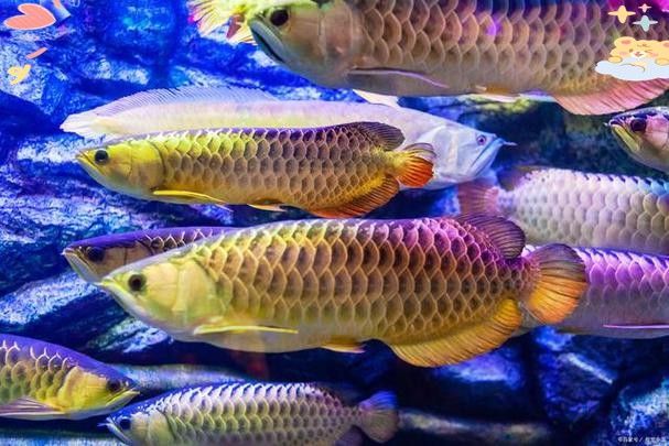 如何判斷龍魚是否患有錯鱗和亂鱗？