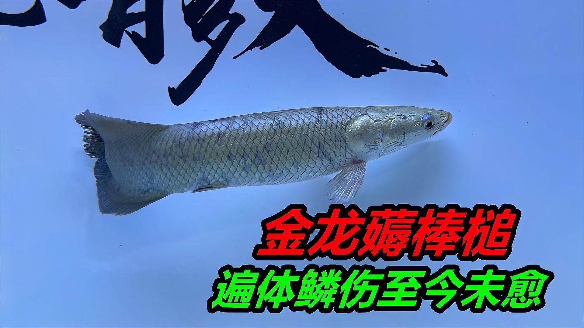 龍魚掉鱗后如何預防感染？ 龍魚掉鱗后如何預防感染？ 龍魚百科 第3張