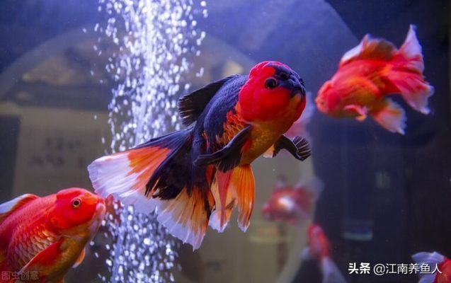 龍魚(yú)剛回來(lái)趴缸了怎么處理：剛買回來(lái)的龍魚(yú)趴缸，如何處理，龍魚(yú)趴缸的處理方法 龍魚(yú)剛回來(lái)趴缸了怎么處理：剛買回來(lái)的龍魚(yú)趴缸，如何處理，龍魚(yú)趴缸的處理方法 龍魚(yú)百科 第4張