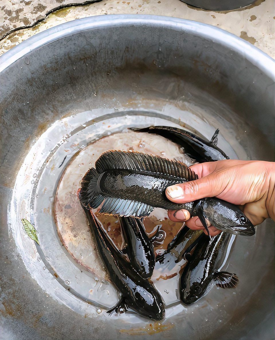 云南雷龍魚有哪些