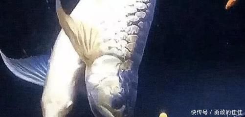 金龍魚可以買賣嗎【金龍魚在水族市場上交易過程中要遵守相關的商業法規】