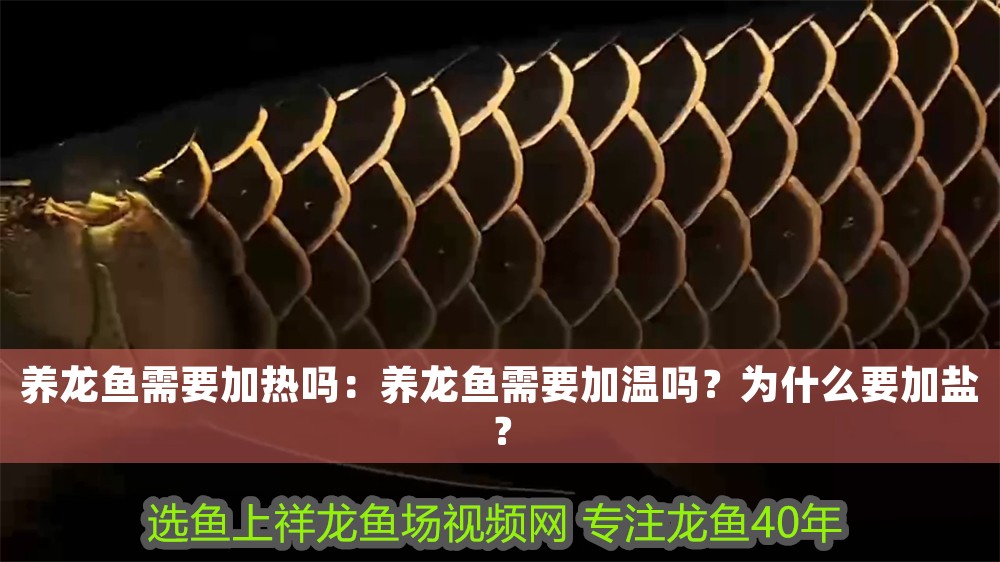 養(yǎng)龍魚需要加熱嗎：養(yǎng)龍魚需要加溫嗎？為什么要加鹽？