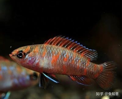火焰變色龍魚的飼養(yǎng)難度是一般的嗎?:火焰變色龍魚好養(yǎng)嗎火焰變色龍魚好養(yǎng)嗎 龍魚百科 第1張 火焰變色龍魚的飼養(yǎng)難度是一般的嗎?:火焰變色龍魚好養(yǎng)嗎火焰變色龍魚好養(yǎng)嗎 火焰變色龍魚的飼養(yǎng)難度是一般的嗎?:火焰變色龍魚好養(yǎng)嗎火焰變色龍魚好養(yǎng)嗎 龍魚百科 第1張