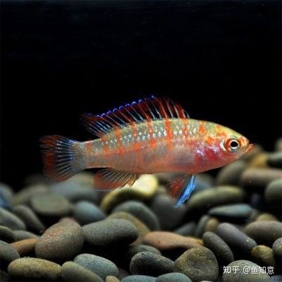 火焰變色龍魚的飼養(yǎng)難度是一般的嗎?:火焰變色龍魚好養(yǎng)嗎火焰變色龍魚好養(yǎng)嗎 龍魚百科 第2張 火焰變色龍魚的飼養(yǎng)難度是一般的嗎?:火焰變色龍魚好養(yǎng)嗎火焰變色龍魚好養(yǎng)嗎 火焰變色龍魚的飼養(yǎng)難度是一般的嗎?:火焰變色龍魚好養(yǎng)嗎火焰變色龍魚好養(yǎng)嗎 龍魚百科 第2張
