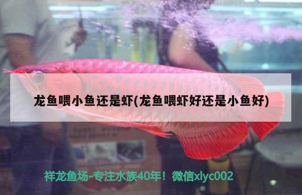 龍魚喂小魚好還是小蝦好，如何給龍魚消毒食物