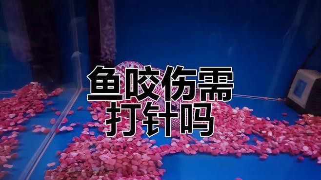 被龍魚咬傷需要就醫(yī)嗎？