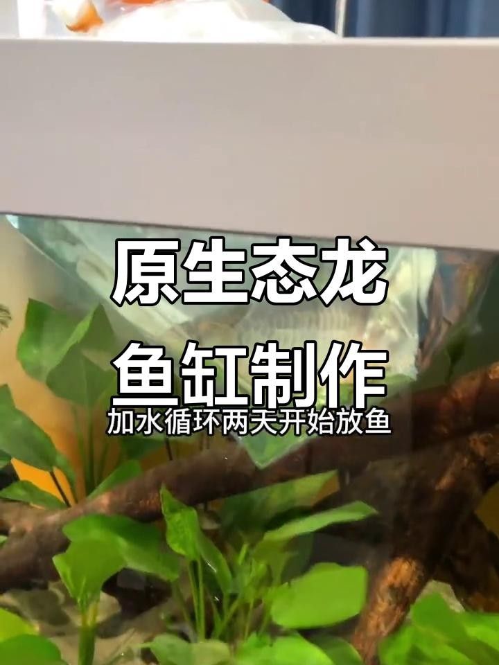 龍魚缸造景步驟