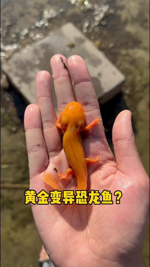 恐龍魚哪個品種比較好看圖片
