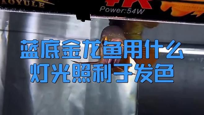 金龍魚多久會發色啊