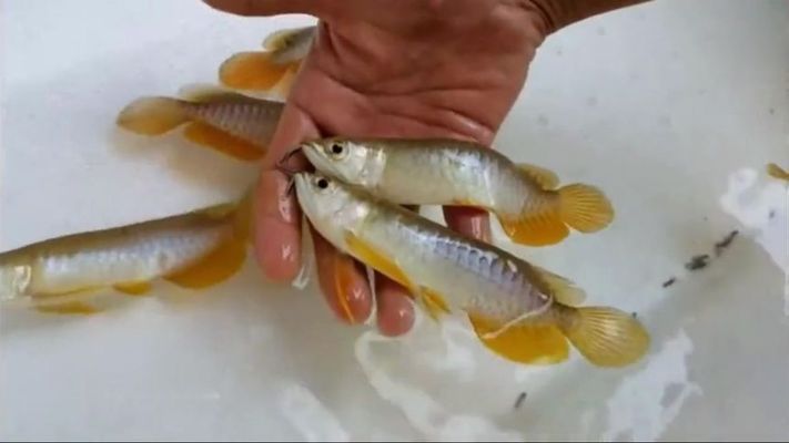 短身金龍魚優點缺點（如何養護短身金龍魚,金龍魚疾病預防方法）