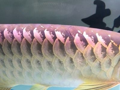 金龍魚魚眼有白物是什么情況導(dǎo)致的：金龍魚魚眼出現(xiàn)白物是什么情況導(dǎo)致的金龍魚魚眼白物是什么情況