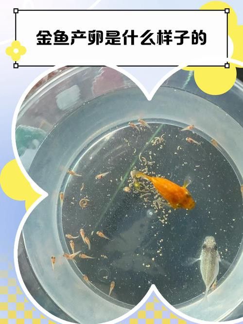 金龍魚孵化需要多久