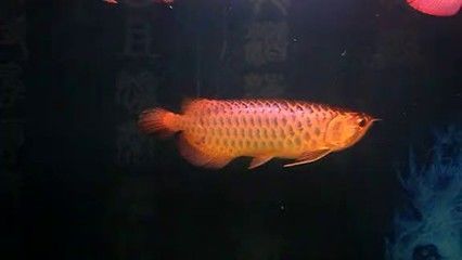 龍魚配對對升值的影響，龍魚配對會升值嗎，：龍魚配對對升值的影響 龍魚配對對升值的影響，龍魚配對會升值嗎，：龍魚配對對升值的影響 龍魚百科 第3張