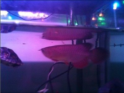 什么品種的紅龍魚最好看又好養(yǎng)又好看：紅龍魚的種類及種類介紹