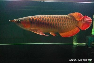 紅龍魚最合適的溫度是多少：紅龍魚最合適的溫度是多少紅龍魚最合適的溫度是多少